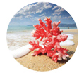 La-Tee-Da Coral Sands Fragrance Lamp Refill La-Tee-Da Coral Sands Fragrance Lamp Refill