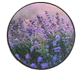 La-Tee-Da Evening Whisper Fragrance Lamp Refill La-Tee-Da Evening Whisper Fragrance Lamp Refill