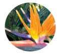 La-Tee-Da Sheer Paradise Fragrance Lamp Refill La-Tee-Da Sheer Paradise Fragrance Lamp Refill