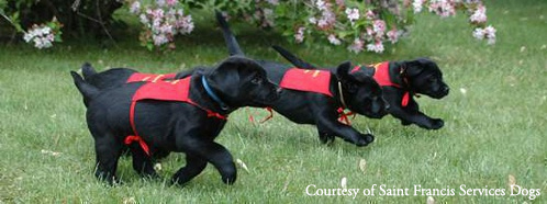 Saint Francis Service Dogs Fundraiser